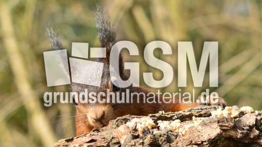 Eichhörnchen (35).jpg